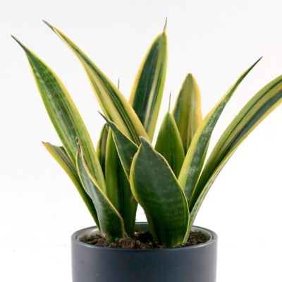 Image showing  6 in. Sansevieria Gold Flame
