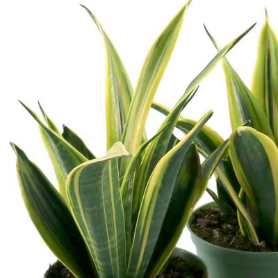 Image showing 5 th National Plant Network 6 in. Sansevieria Gold Flame