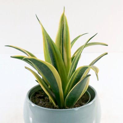 Image showing 6 th National Plant Network 6 in. Sansevieria Gold Flame