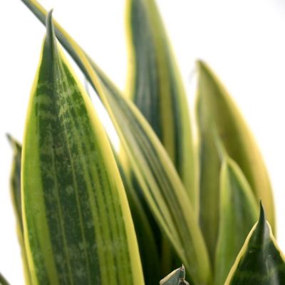 Image showing 7 th National Plant Network 6 in. Sansevieria Gold Flame