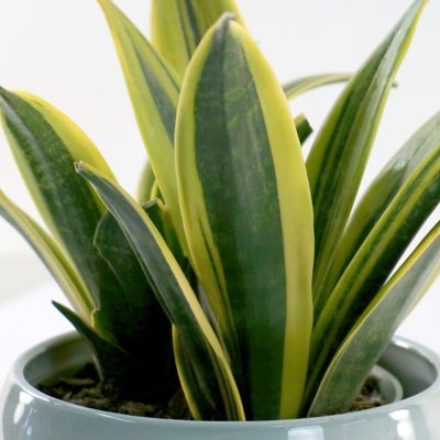 Image showing 8 th National Plant Network 6 in. Sansevieria Gold Flame