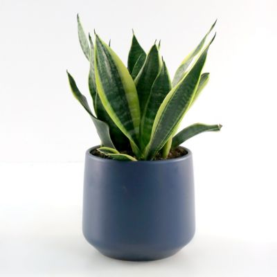 Image showing  6 in. Sansevieria Laurentii Superba
