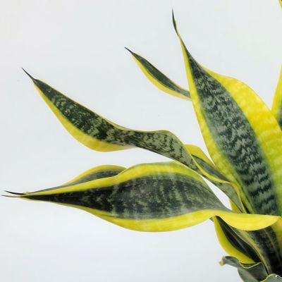 Image showing  6 in. Sansevieria Laurentii Superba