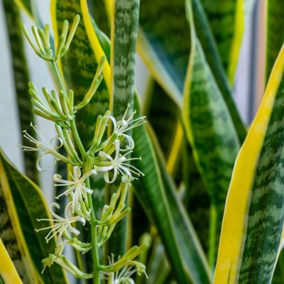 Image showing  6 in. Sansevieria Laurentii Superba