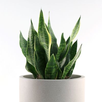 Image showing 5 th National Plant Network 6 in. Sansevieria Laurentii Superba