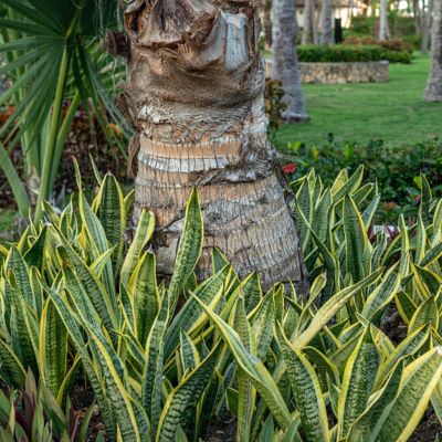 Image showing 6 th National Plant Network 6 in. Sansevieria Laurentii Superba