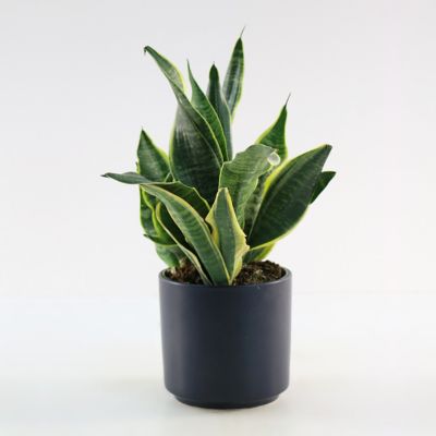 Image showing 7 th National Plant Network 6 in. Sansevieria Laurentii Superba