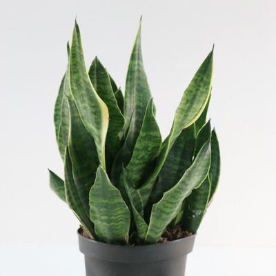Image showing 8 th National Plant Network 6 in. Sansevieria Laurentii Superba