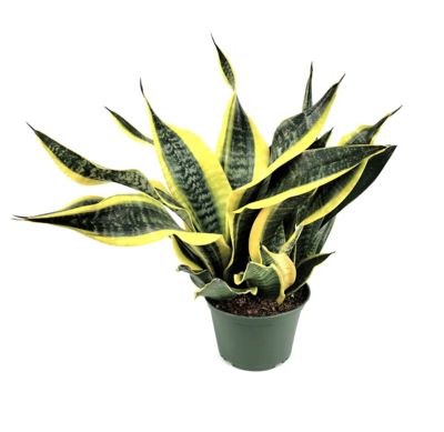 Image showing 9 th National Plant Network 6 in. Sansevieria Laurentii Superba