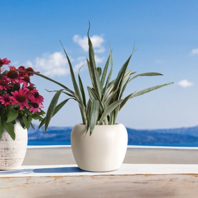 National Plant Network 6 in. Sansevieria Sayuri