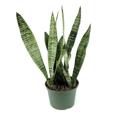 Image showing  6 in. Sansevieria Zeylanica