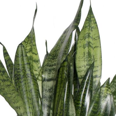 Image showing  6 in. Sansevieria Zeylanica