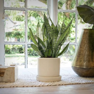 Image showing  6 in. Sansevieria Zeylanica