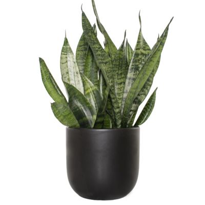 Image showing  6 in. Sansevieria Zeylanica