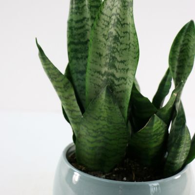 Image showing  6 in. Sansevieria Zeylanica Superba