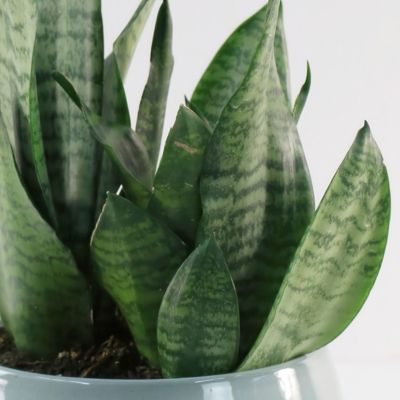 Image showing  6 in. Sansevieria Zeylanica Superba
