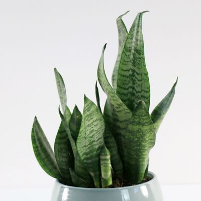 Image showing  6 in. Sansevieria Zeylanica Superba