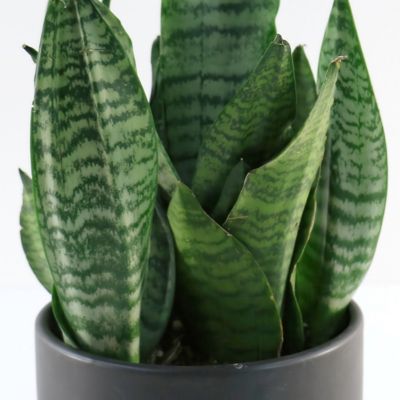 Image showing  6 in. Sansevieria Zeylanica Superba