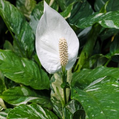 Image showing  6 in. Spathiphyllum Domino Variegated