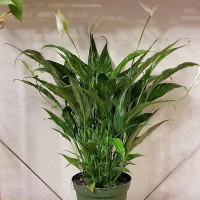 Image showing  6 in. Spathiphyllum Domino Variegated