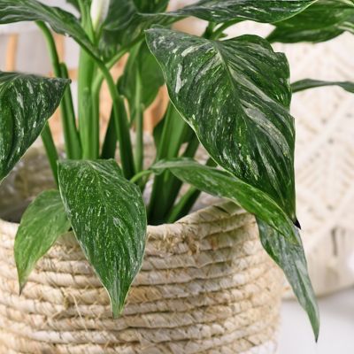 Image showing  6 in. Spathiphyllum Domino Variegated