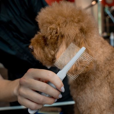 Image showing  Double-Sided Pin Comb for Pets, Eco-Friendly Grooming Tool for Dogs and Cats, OPDSPCM07-BEI