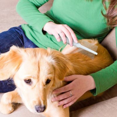 Image showing 5 th Ocean Plastic by PT Double-Sided Pin Comb for Pets, Eco-Friendly Grooming Tool for Dogs and Cats, OPDSPCM07-BEI