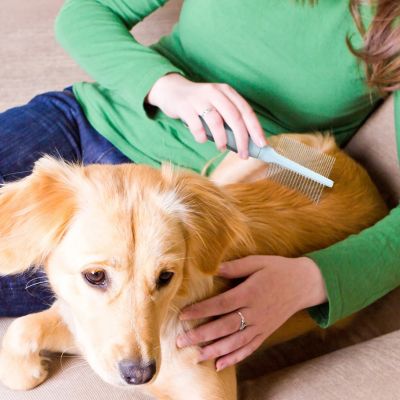 Image showing 5 th Ocean Plastic by PT Double-Sided Pin Comb for Pets, Eco-Friendly Grooming Tool for Dogs and Cats, OPDSPCM07-GRY