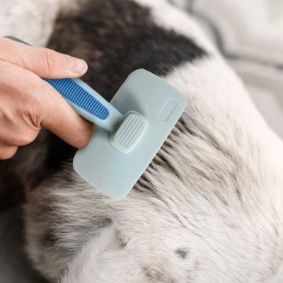 Image showing  Self-Cleaning Slicker Brush for Pets, Retractable, Eco-Friendly Grooming Tool for Dogs & Cats, OPLRSLB11-BLU