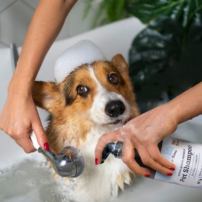 Image showing  Anti-Itch Oatmeal Pet Shampoo for Dogs & Puppies Dye-Free, Soothing & Moisturizing Formula, 950CDG-USC