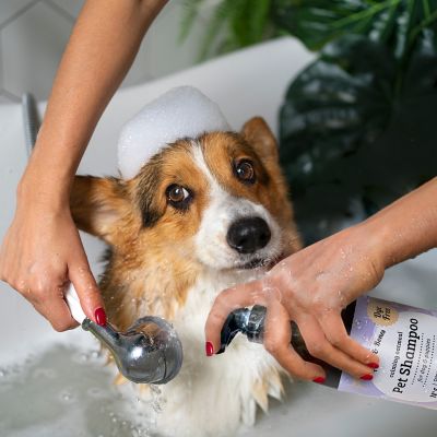 Image showing  Anti-Itch Oatmeal Pet Shampoo for Dogs & Puppies Dye-Free, Soothing & Moisturizing Formula, 950CDG-LVN