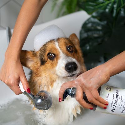Image showing  Anti-Itch Oatmeal Pet Shampoo for Dogs & Puppies Dye-Free, Soothing & Moisturizing Formula, 950CDG-CAL