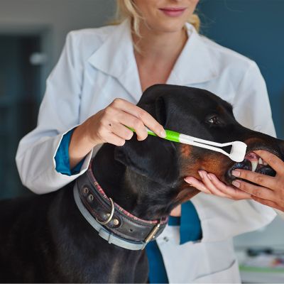 Image showing  Triple-Sided Pet Toothbrush Kit, Eco-Friendly Wheat Straw Material for Dogs and Cats
