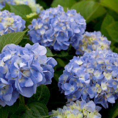 Southern Living 3 gal. Hydrangea Dear Dolores