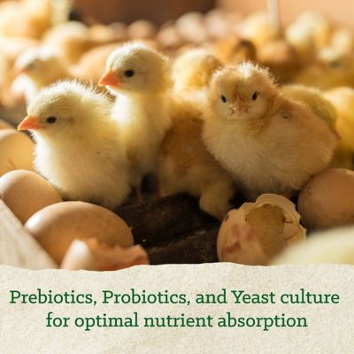 Image showing  Medicated Chick Starter