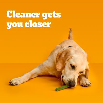 Image showing  Fresh Mint Flavored Large Dental Dog Treats, 60 count