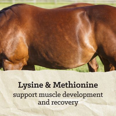 Image showing  Professional Textured, 50 lb.