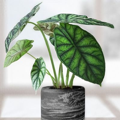 National Plant Network 4 in. Alocasia Dragon Scale, TSC2284