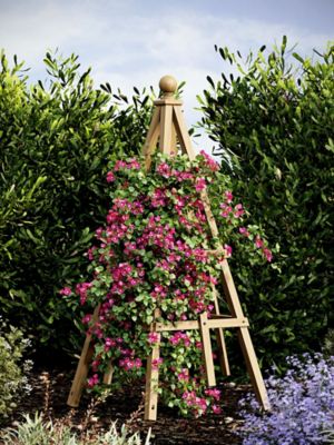 Image showing  38 in. L x 60 in. H Cedar Garden Obelisk Trellis, Golden Brown