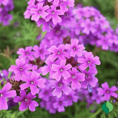 DeGroot Bag O'Blooms Saddle Bag Verbena