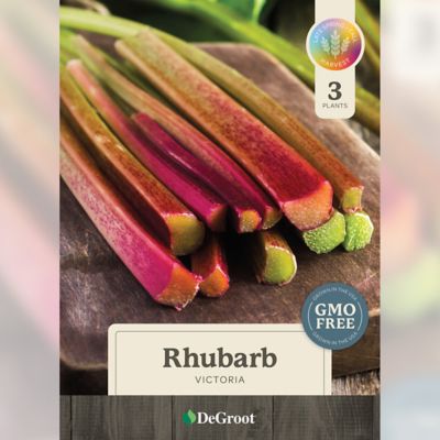 Image showing 1 th DeGroot Victoria Rhubarb - 3 Bareroot Plants