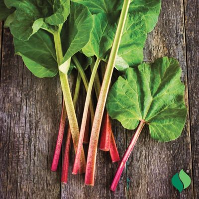 Image showing 2 th DeGroot Victoria Rhubarb - 3 Bareroot Plants