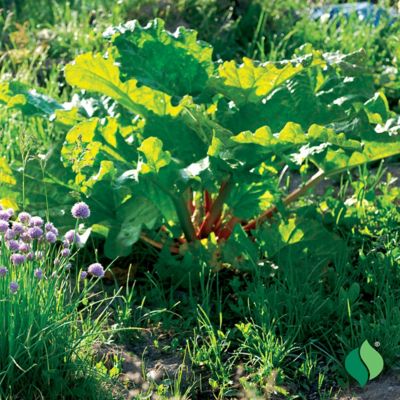 Image showing 3 th DeGroot Victoria Rhubarb - 3 Bareroot Plants
