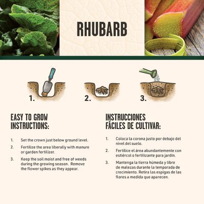 Image showing 5 th DeGroot Victoria Rhubarb - 3 Bareroot Plants
