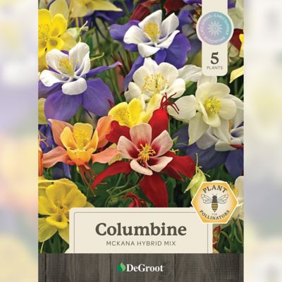 Image showing 1 th DeGroot McKana Hybrid Aquilegia (Columbine) Mix - 5 Bareroot Plants