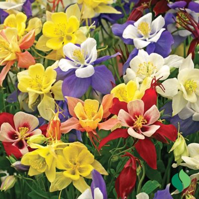 Image showing 2 th DeGroot McKana Hybrid Aquilegia (Columbine) Mix - 5 Bareroot Plants