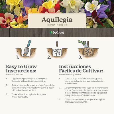 Image showing 5 th DeGroot McKana Hybrid Aquilegia (Columbine) Mix - 5 Bareroot Plants