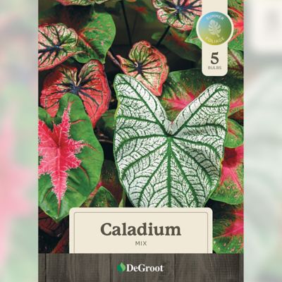 Image showing 1 th DeGroot Caladium Mix, 3 Bulbs