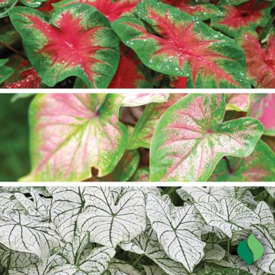 Image showing 2 th DeGroot Caladium Mix, 3 Bulbs