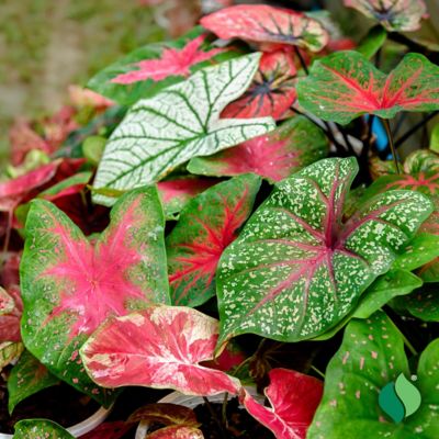 Image showing 3 th DeGroot Caladium Mix, 3 Bulbs
